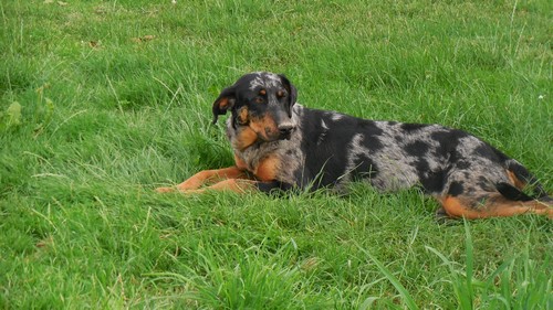 Beauceron